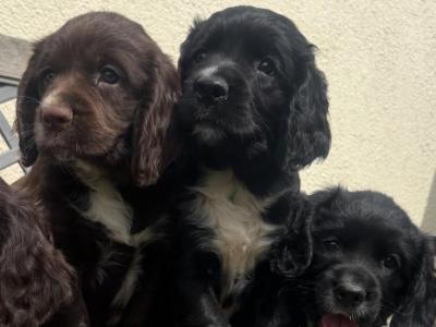Fabulous Cocker Spaniel puppies in Offaly