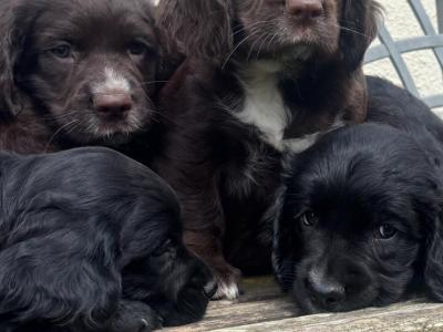Fabulous Cocker Spaniel puppies in Offaly