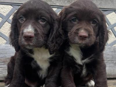 Fabulous Cocker Spaniel puppies in Offaly