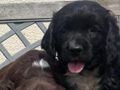 Fabulous Cocker Spaniel puppies in Offaly