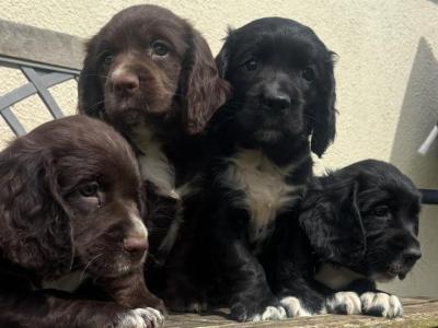 Fabulous Cocker Spaniel puppies in Offaly