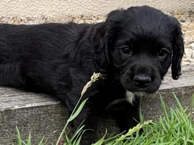 Fabulous Cocker Spaniel puppies in Offaly
