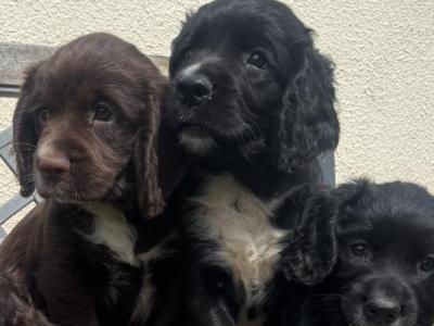 Fabulous Cocker Spaniel puppies in Offaly