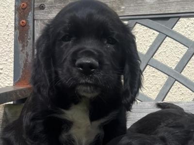 Fabulous Cocker Spaniel puppies in Offaly