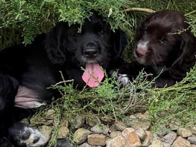 Fabulous Cocker Spaniel puppies in Offaly