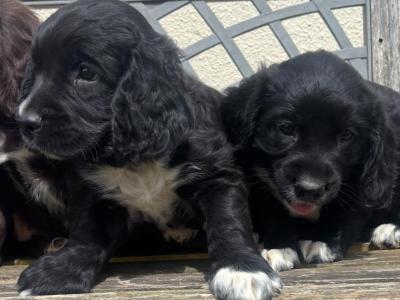 Fabulous Cocker Spaniel puppies in Offaly