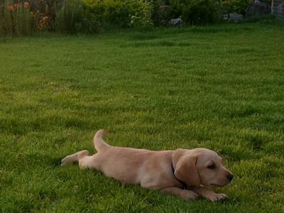 Gorgeous yellow IKC Registered (pending) puppies in Kilkenny