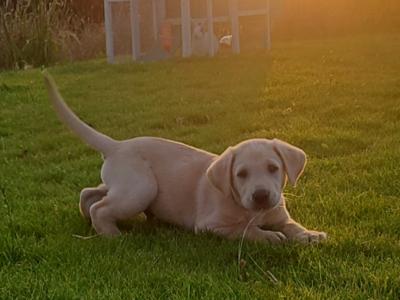 Gorgeous yellow IKC Registered (pending) puppies in Kilkenny