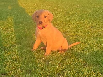 Gorgeous yellow IKC Registered (pending) puppies in Kilkenny