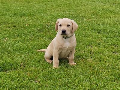 Gorgeous yellow IKC Registered (pending) puppies in Kilkenny