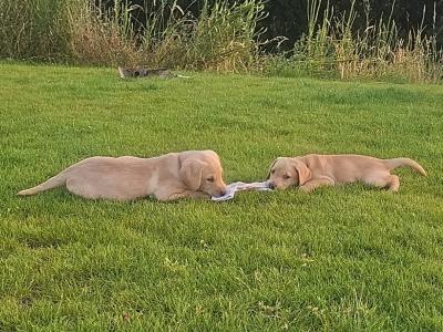 Gorgeous yellow IKC Registered (pending) puppies in Kilkenny