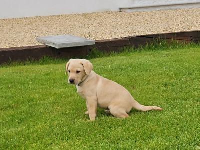 Gorgeous yellow IKC Registered (pending) puppies in Kilkenny