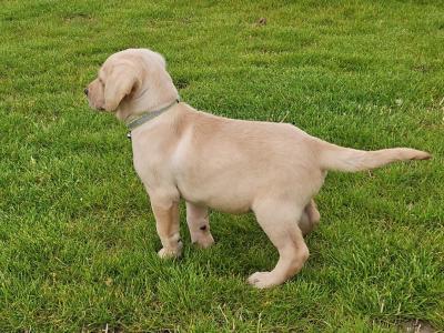 Gorgeous yellow IKC Registered (pending) puppies in Kilkenny