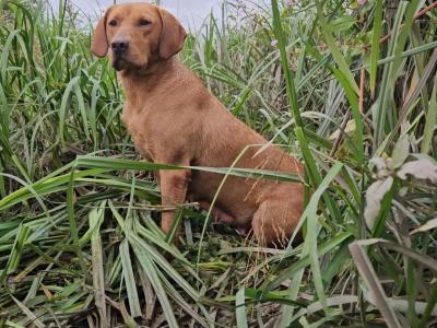 Gorgeous yellow IKC Registered (pending) puppies in Kilkenny