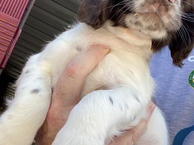 Last male pup