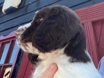 Last male pup