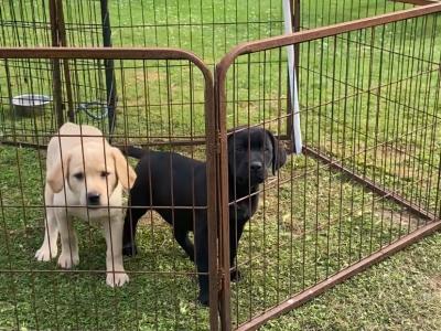 Quality Chunky Black Labrador puppies in Offaly