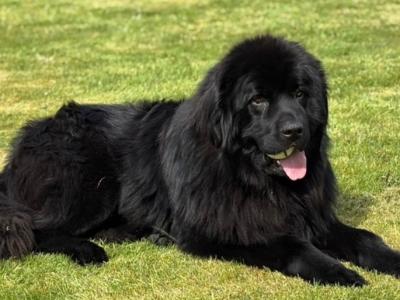 Beautiful IKC Registered Newfoundland for stud in Monaghan