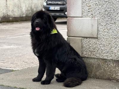 Beautiful IKC Registered Newfoundland for stud
