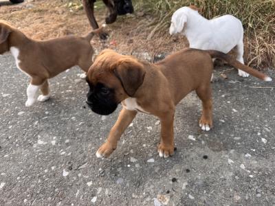 IKC Registered (PENDING) Boxer puppies in Cork