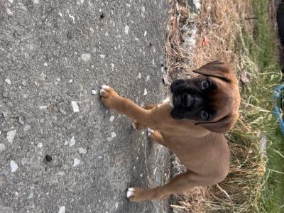 IKC Registered (PENDING) Boxer puppies in Cork