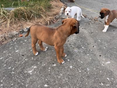 IKC Registered (PENDING) Boxer puppies in Cork