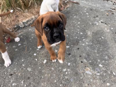 IKC Registered (PENDING) Boxer puppies in Cork