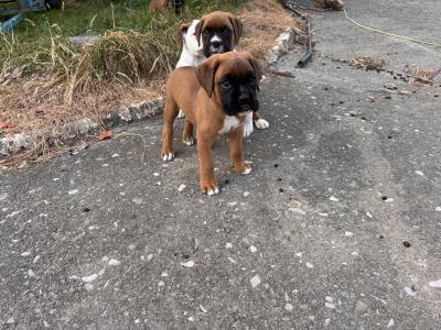 IKC Registered (PENDING) Boxer puppies in Cork