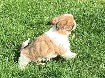 Purebred Shih Tzu puppies in Wicklow