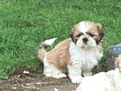 Purebred Shih Tzu puppies in Wicklow
