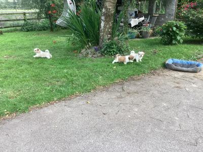 Purebred Shih Tzu puppies in Wicklow