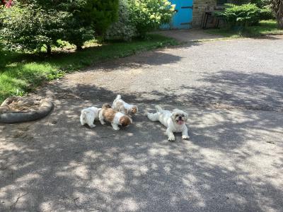Purebred Shih Tzu puppies in Wicklow