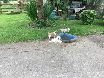 Purebred Shih Tzu puppies in Wicklow