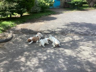 Purebred Shih Tzu puppies in Wicklow