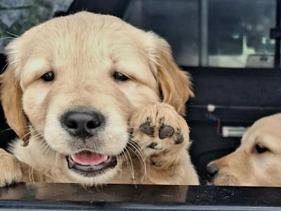 Beautiful IKC registered Golden Retriever puppies in Donegal