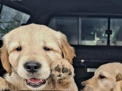 Beautiful IKC registered Golden Retriever puppies in Donegal