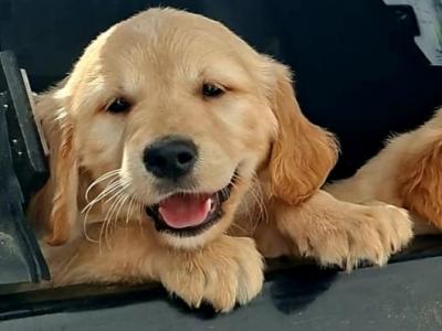 Beautiful IKC registered (pending) Golden Retriever puppies in Donegal