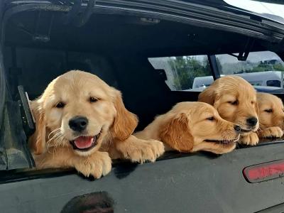 Beautiful IKC registered Golden Retriever puppies in Donegal