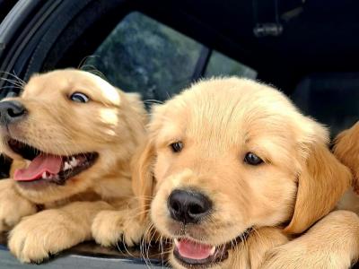 Beautiful IKC registered Golden Retriever puppies in Donegal