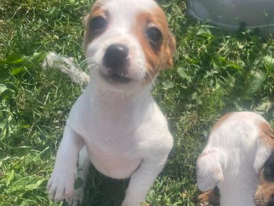 Beautiful miniature Purebred Jack Russell puppies in Laois