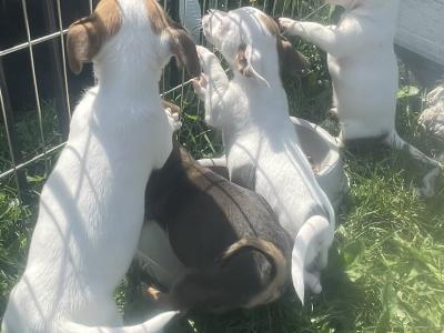 Beautiful miniature Purebred Jack Russell puppies in Laois