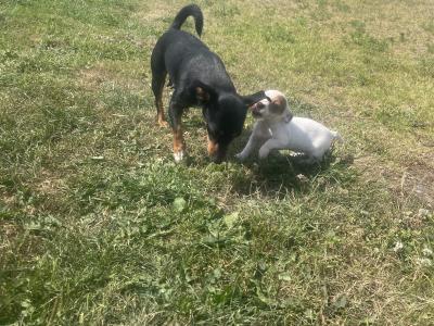 Beautiful miniature Purebred Jack Russell puppies in Laois