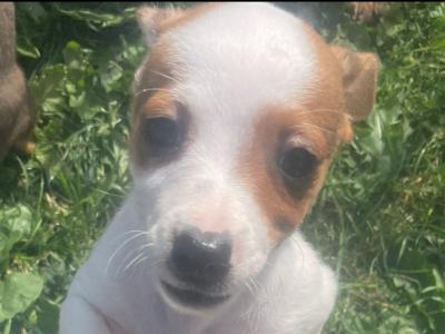 Beautiful miniature Purebred Jack Russell puppies in Laois