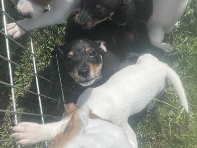 Beautiful miniature Purebred Jack Russell puppies in Laois