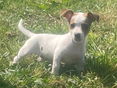 Beautiful miniature Purebred Jack Russell puppies in Laois