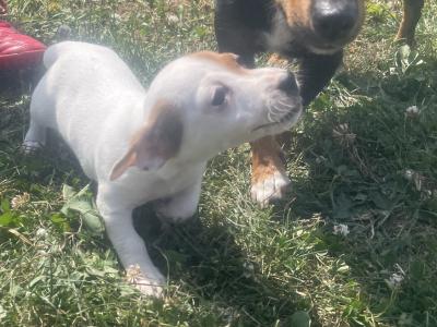 Beautiful miniature Purebred Jack Russell puppies in Laois
