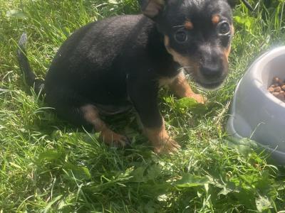 Beautiful miniature Purebred Jack Russell puppies in Laois