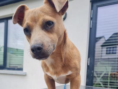 Bluey the miniature Jack Russell stud in Louth