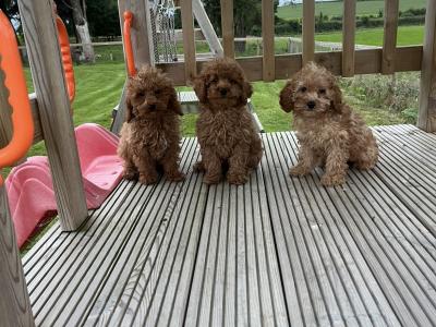 Fabulous Cavapoo puppies for sale 🐶🐶 in Kilkenny