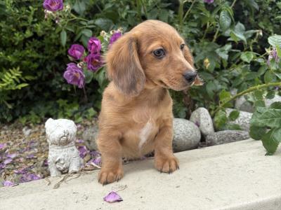 Genuine Long Haired Miniature Dachshund male puppy in Longford